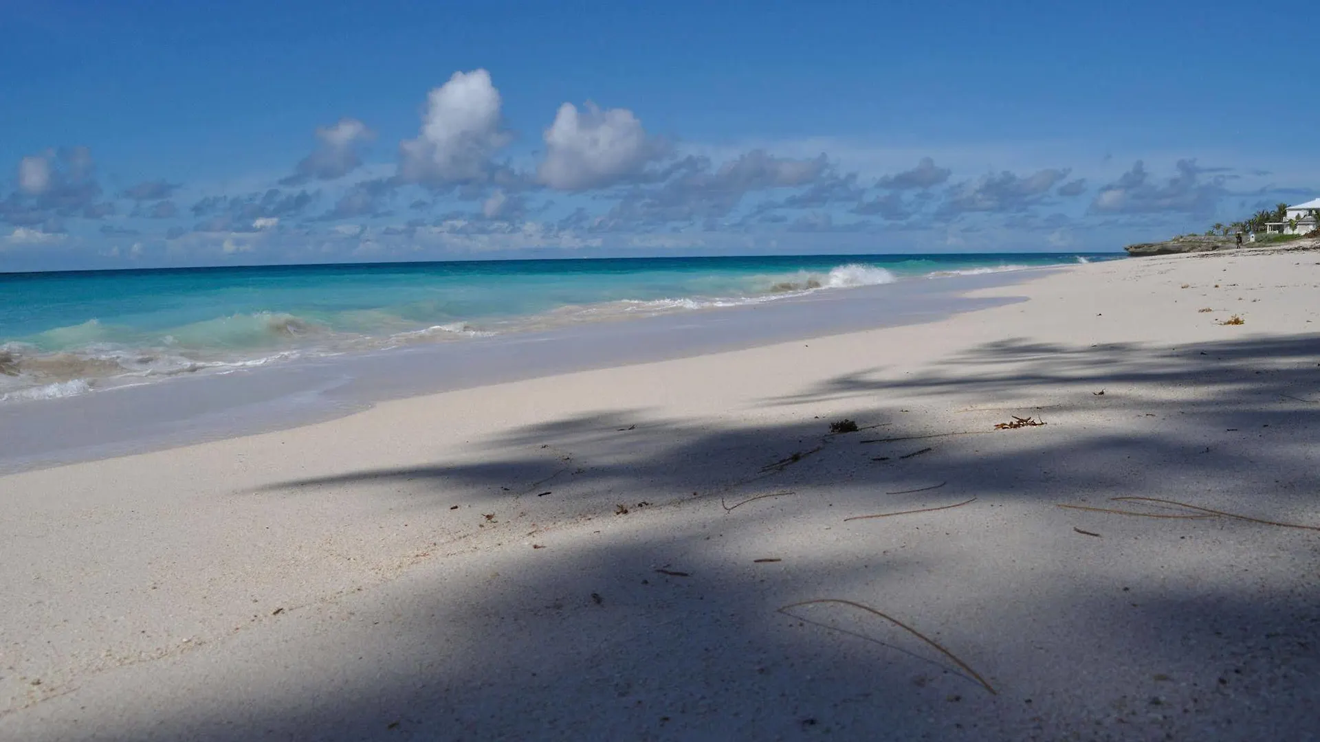 Tropical Gecko Studio Silver Sands
